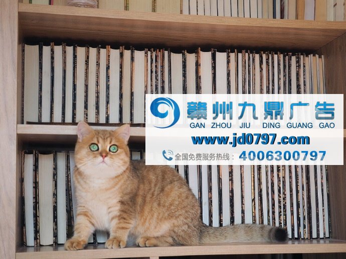 集体吸猫时代，品牌们的猫咪广告有多吸引人？