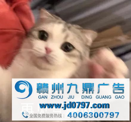 拼多多的迷惑哄骗?看傻了
