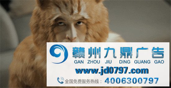 胡歌变成猫了