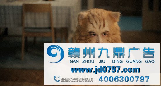 胡歌变成猫了